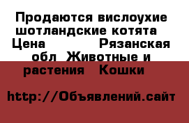 Продаются вислоухие шотландские котята › Цена ­ 4 000 - Рязанская обл. Животные и растения » Кошки   